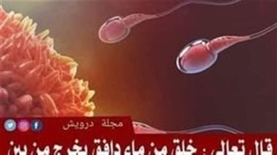 ما هما الصلب والترائب ؟