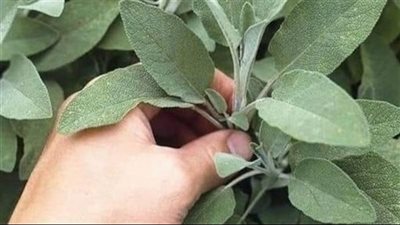 الميرمية بـ صديقة المرأة ؟ ما هي فوائدها ؟