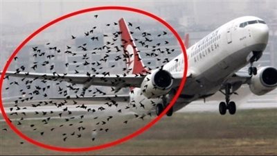 الطيور رفضت ترك الطائرة بمفردها - عند إدراك الطيار السبب انفـجر جر بالبكاء !!