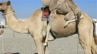 أشترى النبى صلى الله عليه وسلم قعود (جمل)