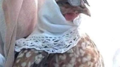 واحد اعرفه اخته