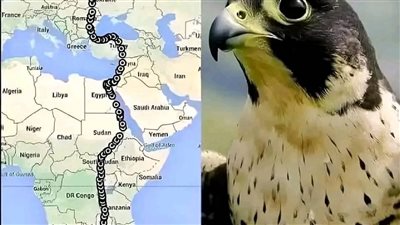 رحلة الصقر