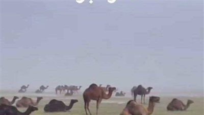لماذا تبرك الإبل ارضا عند سقــوط المطر
