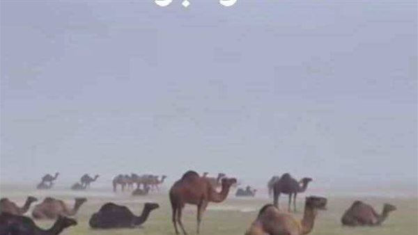موقع أيام نيوز