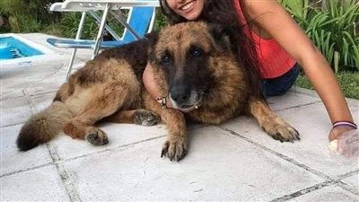 جوزي والكلاب بقلم هويدا زغلول