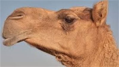 لماذا لا نأكل رأس الجمل ؟؟