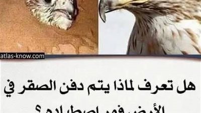 هل تعلم لماذا يدفنون الصقر بالتراب ورشه بالماء بعد اصطياده؟