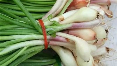 تناول البصل الأخضر يمد الجسم بالعديد من الفوائد الصحية المذهلة