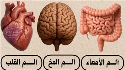 الألم في أعضاء الجسم: دليل شامل لأهم الأسباب وطرق الوقاية – دليل صحي متكامل