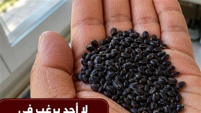 قوة البذور الخارقة: هل تدعم الطبيعة رحلة التعافي من الخلايا السړطانية؟