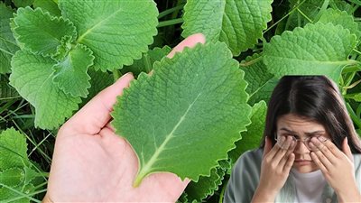 معجزة النبتة الطبيعية: التي أبعدت المرضى عن أطباء العيون.. ويستعيد ملايين الأشخاص بصرهم وودّعوا النظارات وإعتام العدسة الساد للأبد!  مدعوم علمياً